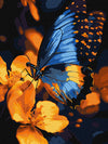 Malowanie po numerach 40x30 - Piękny motyl